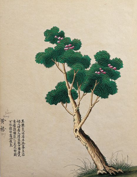 Unknown 작가의 Oriental Tree 작품