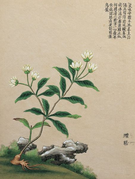 Unknown 작가의 Oriental Flower I 작품