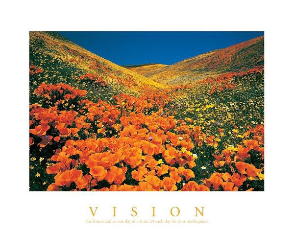 Vision - Edelweiss Flowers