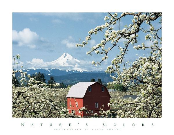 Red Barn and Apple Blossoms