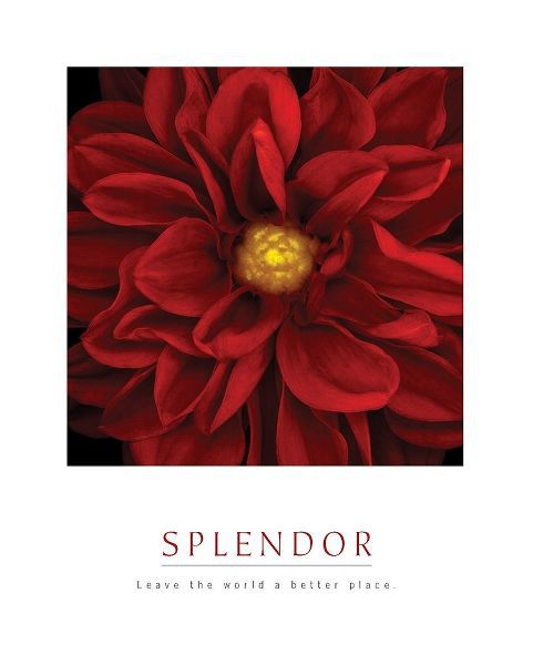 Splendor - Red Pool