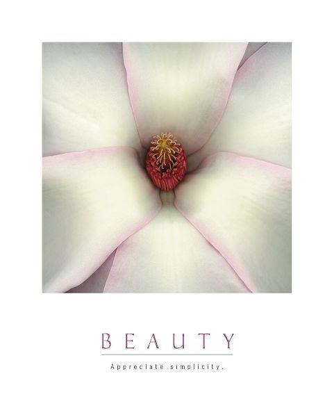 Beauty - White Magnolia