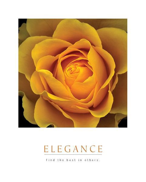 Elegance - Peach Rose