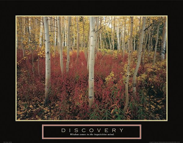 Discovery - Aspen Trees