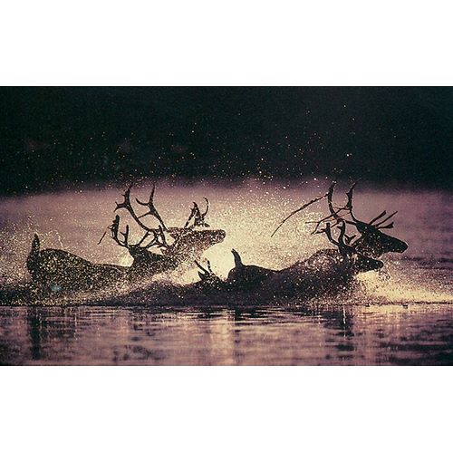 Reindeer Swim