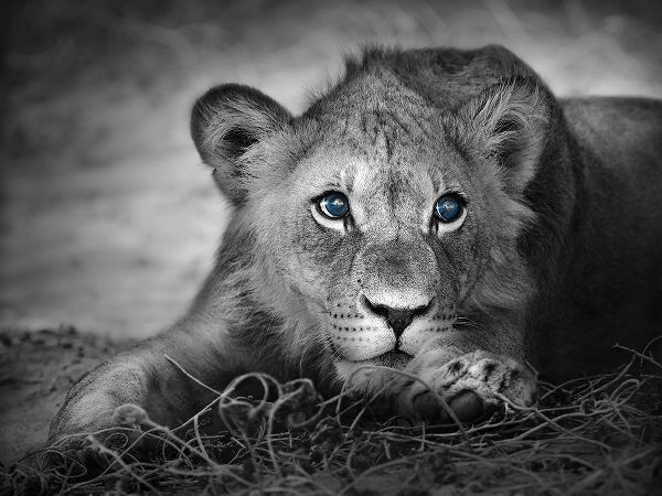 Lioness with blue eyes