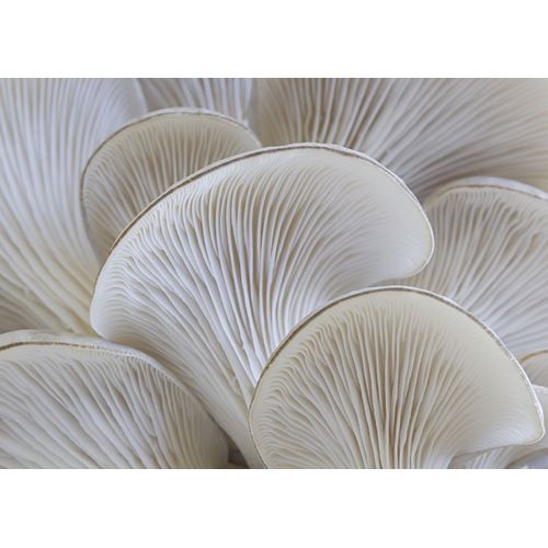 White blades mushroom