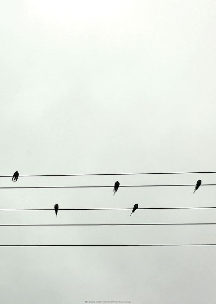 Guitar Birds