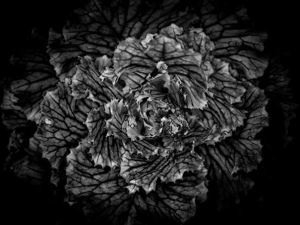 Black And White Flower Cabbage
