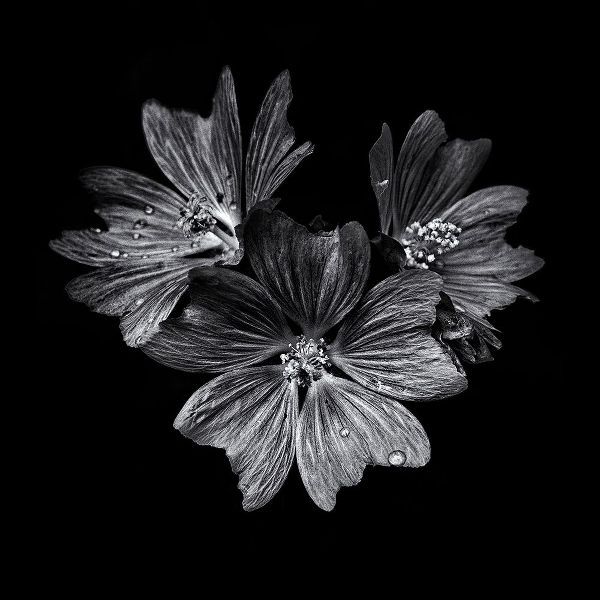 Black And White Flower Trio