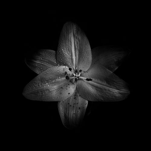 Black And White Lily