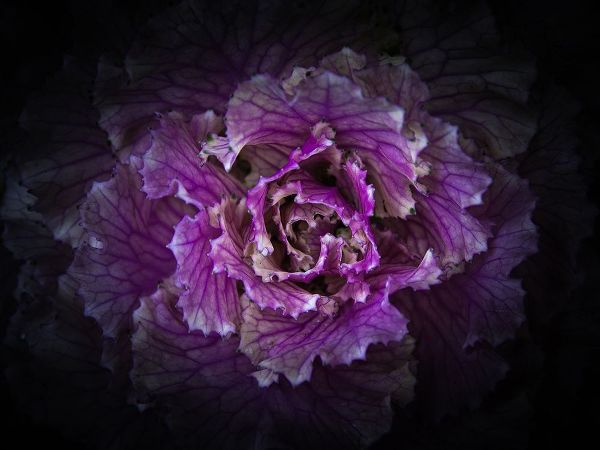 Flowering Cabbage II