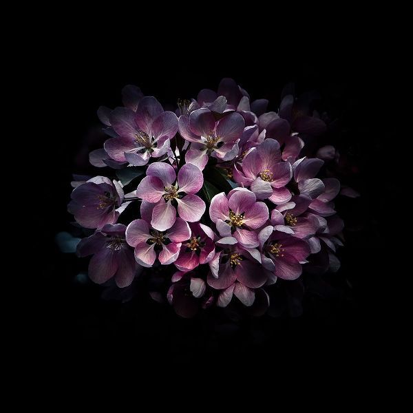 Purple Verbena