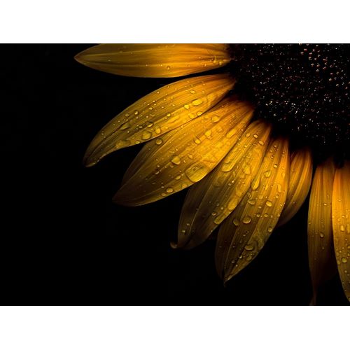 Sunflower Detail II