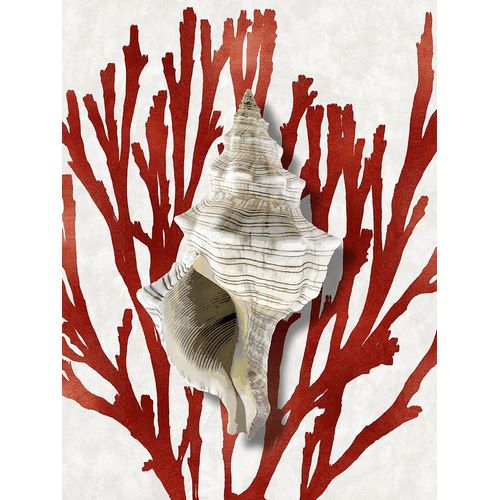 Shell Coral Red III