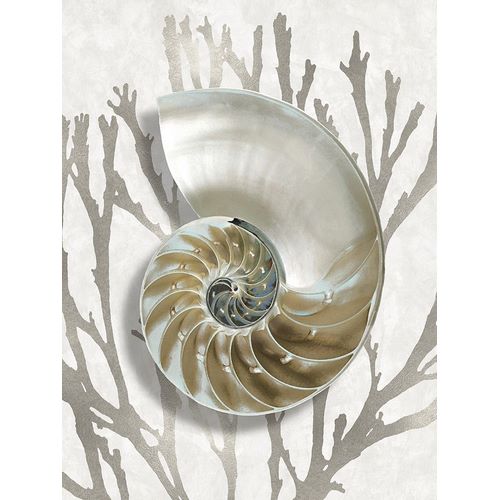 Shell Coral Silver II
