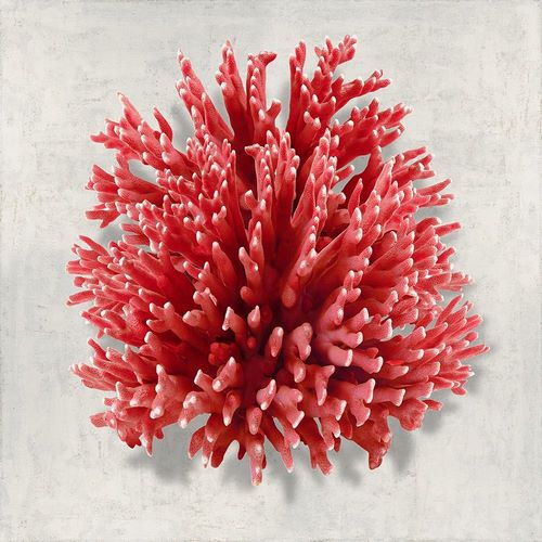 Coral Red I