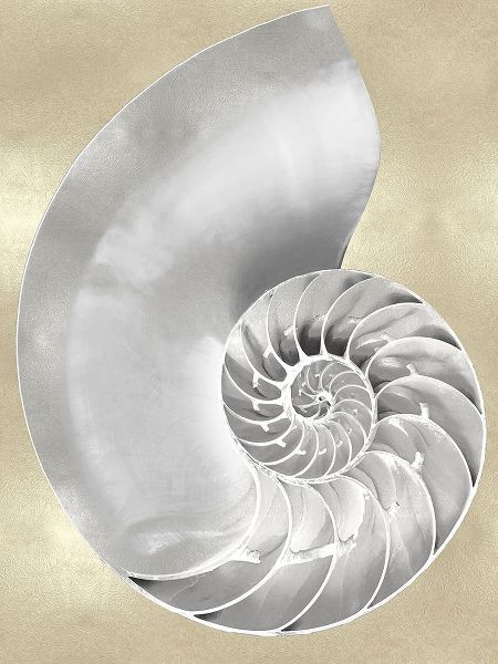 Silver Pearl Shell on Gold II