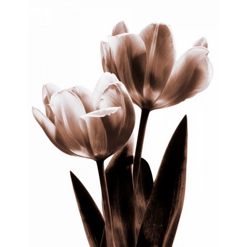 Tulip in Sepia II