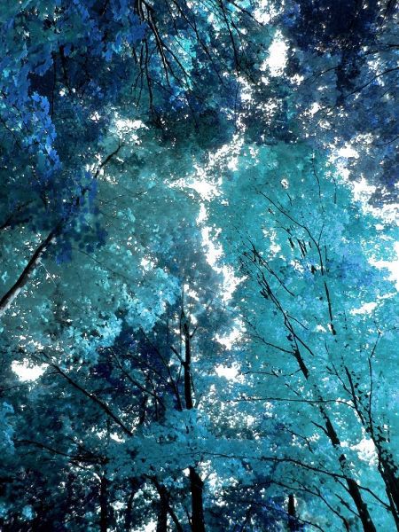 Blue Forest I