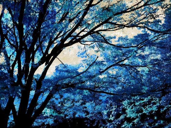 Blue Forest III