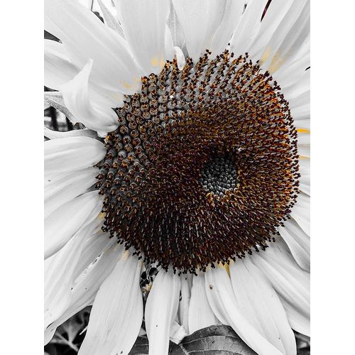 Sunflower White