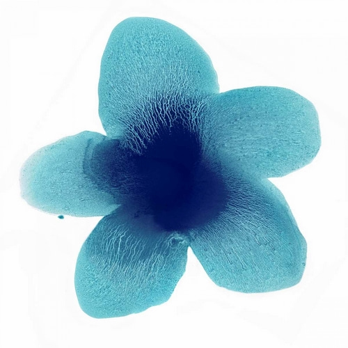 Blue Bloom II