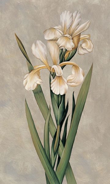 Deveraux, Jill 아티스트의 Decorative Irises I작품입니다.