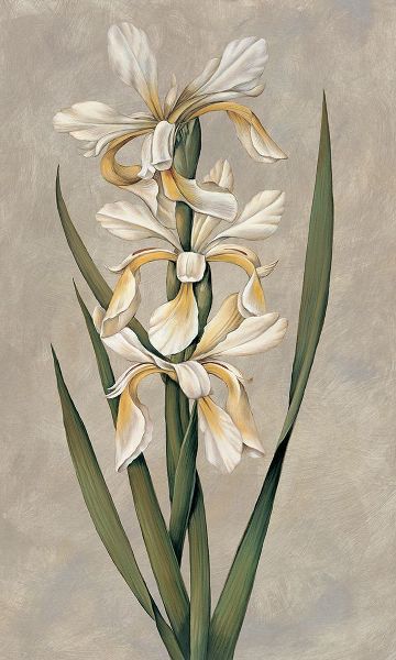 Deveraux, Jill 아티스트의 Decorative Irises II작품입니다.