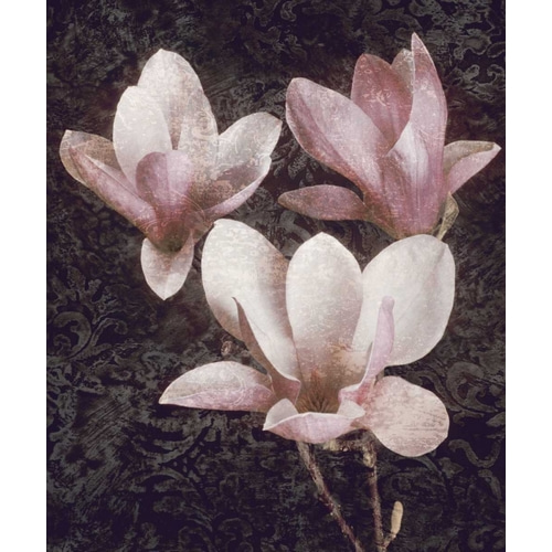 Pink Magnolias II