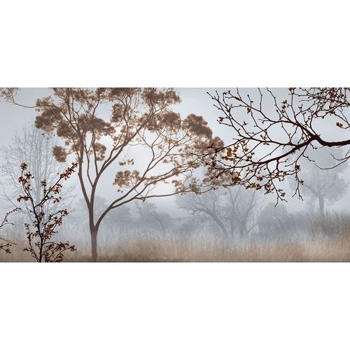 Seba, John 아티스트의 Early Morning Mist II작품입니다.