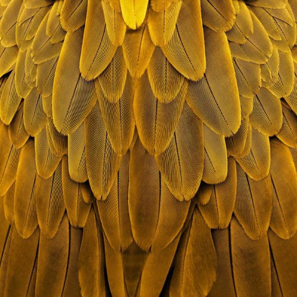 Feathered Friend - Golden