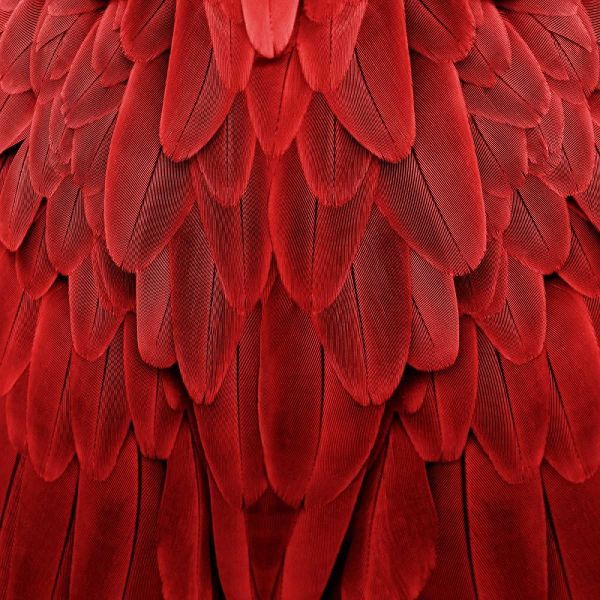 Feathered Friend - Red