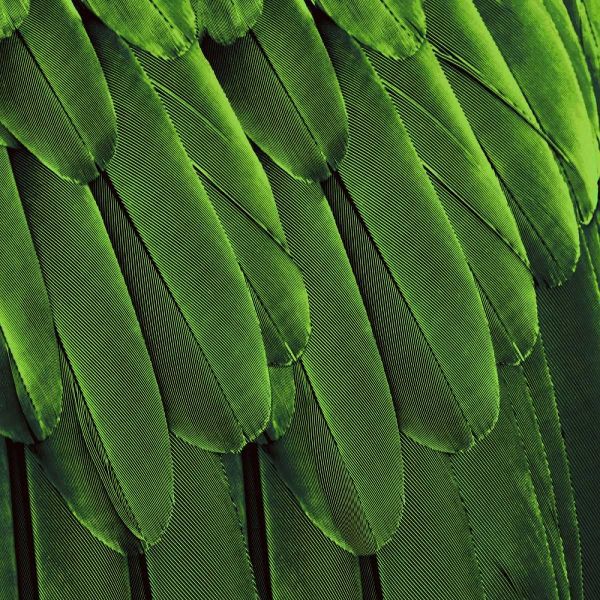 Feathered Friend - Green