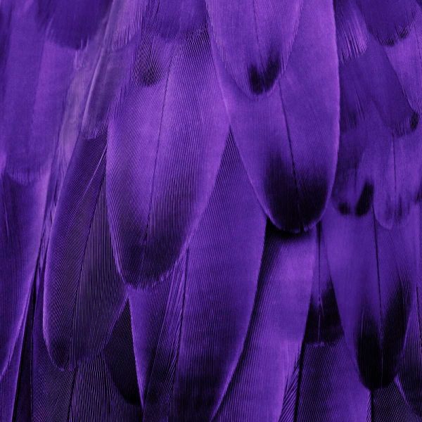 Feathered Friend - Purple