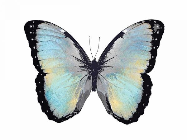 Blue Hue Butterfly