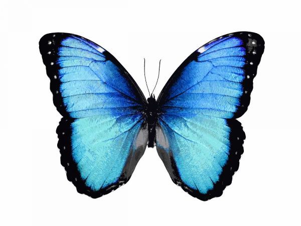 Vibrant Butterfly II