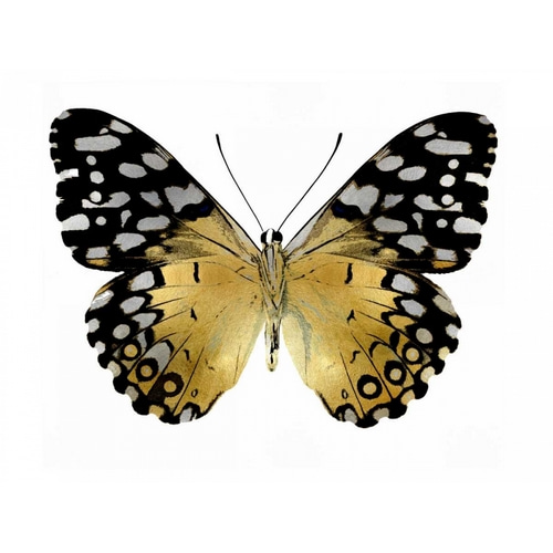 Golden Butterfly IV
