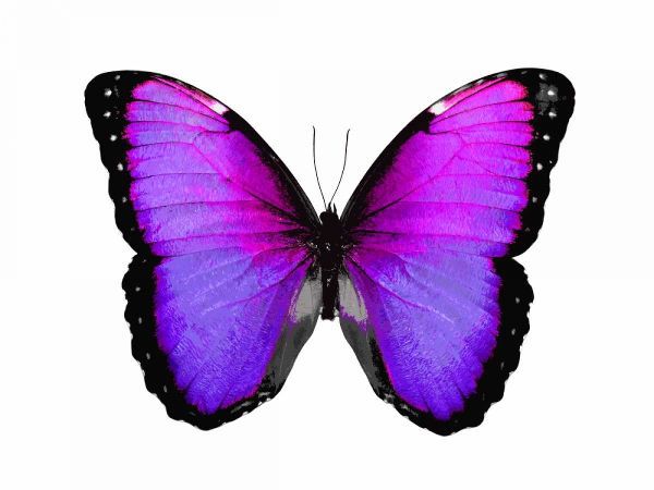 Vibrant Butterfly IV