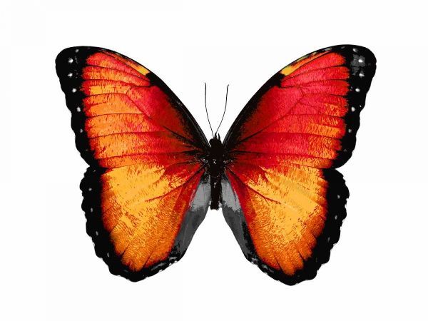 Vibrant Butterfly VI