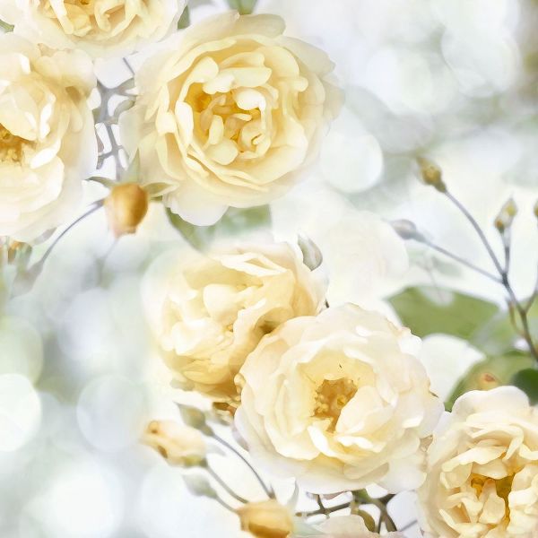 Yellow Rose Garden I