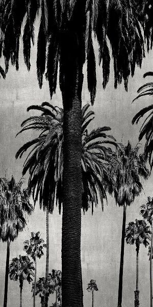 Palms with Silver I