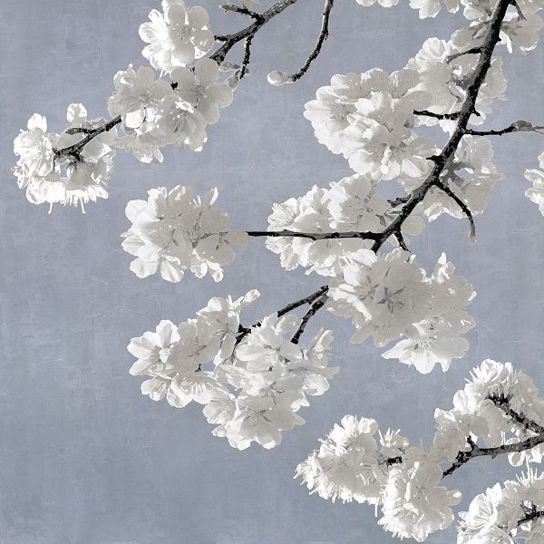 Blossoms on Blue II