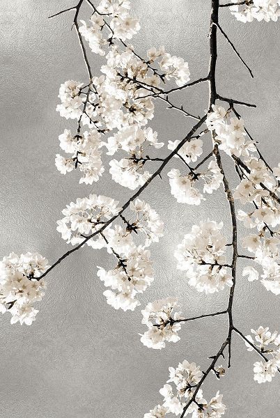 White Blossoms on Silver III