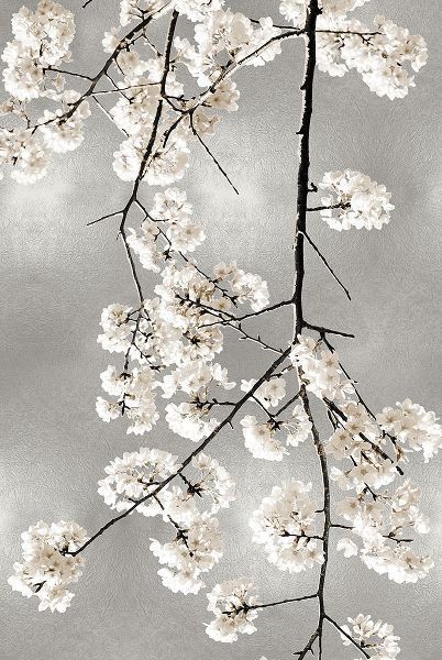 White Blossoms on Silver IV