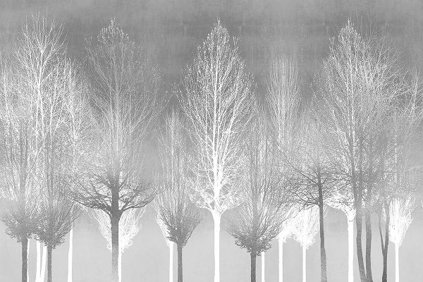 Silver Trees