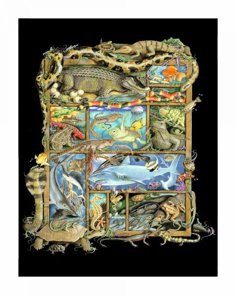 Shadowbox Hunt -Reptiles, Fish