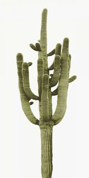 Saguaro II