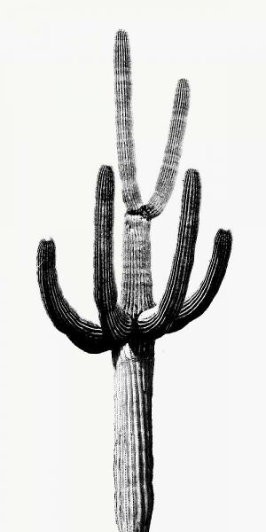 Saguaro Black and White III