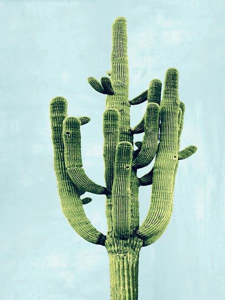 Cactus on Blue II
